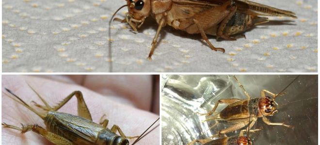 Description and photos of banana cricket