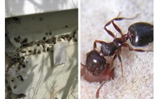 Ants live in insulation