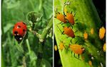 Ladybug и aphid