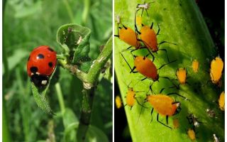 Ladybug and aphid