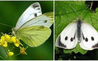 Beschreibung und Fotos von Raupen und Kohl Schmetterlingen