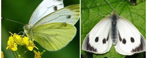 Opis i fotografije gusjenica i leptira kupusa