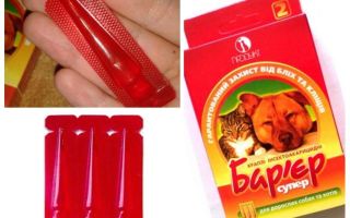 Flea barrier in cats and dogs