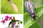 Què fer si es produeixen les mosquiteres a les orquídies