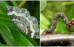 Beschreibung, Name und Foto von verschiedenen Arten von Raupen