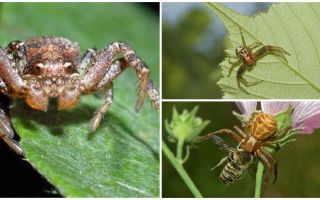 Beschreibung und Foto der Krabbenspinne (nicht-isometrische Bokhoda)