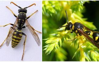 Jak vosy vypadají, fotografie a popisy různých typů vos