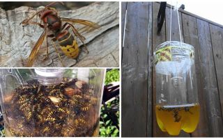 Homemade traps for hornets and wasps