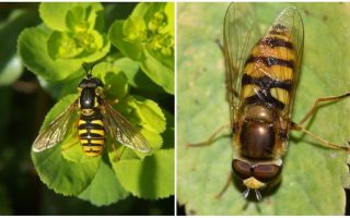 Description and photo of a striped fly resembling a wasp