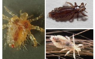 Why do lice appear, control methods, head lice prevention