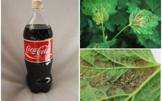 Coca-Cola from aphid