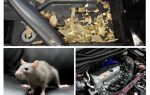 How to get mice out of the car