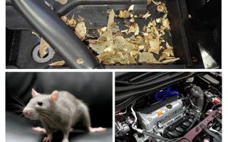 How to get mice out of the car