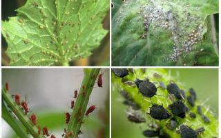 Wie man mit Blattläusen im Garten und im Garten der Volksmedizin fertig wird