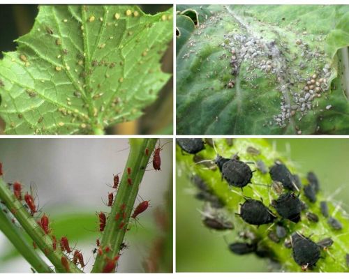 Wie man mit Blattläusen im Garten und im Garten der Volksmedizin fertig wird