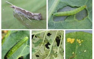 Fighting cabbage moth