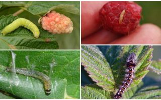 How to get rid of caterpillars on raspberries