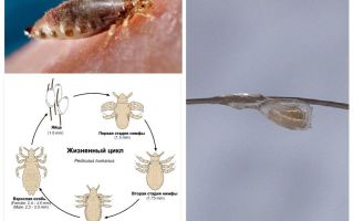 Quanto rapidamente si moltiplicano i pidocchi