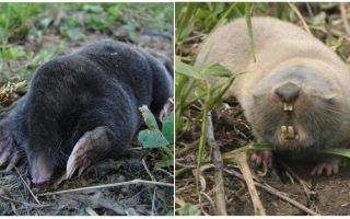 What is the difference between a mole and a mole rat?