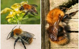 Description and photos of the field bumblebee