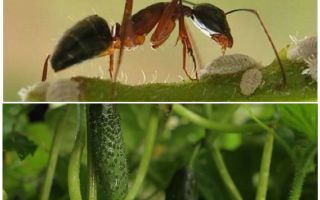 Wie man mit Ameisen im Garten mit Gurken umgeht