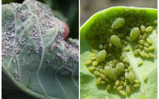 How and what to process aphids on cabbage