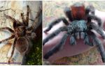 Pauk tarantula kod kuće