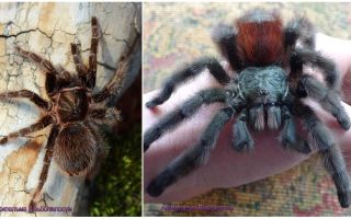 Pauk tarantula kod kuće