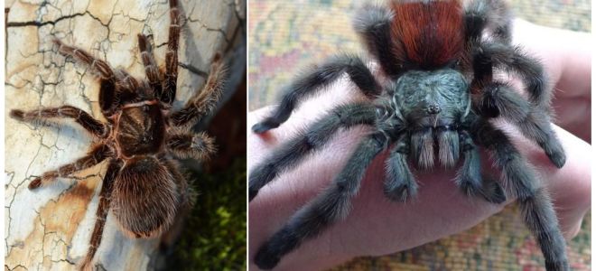 Pauk tarantula kod kuće