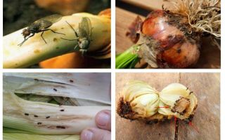 How to get rid of onion midges