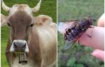 How to treat a cow from gadflies and gadflies at home