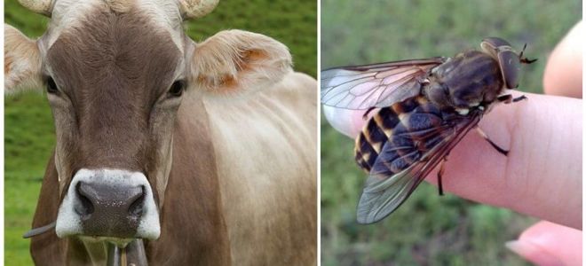 How to treat a cow from gadflies and gadflies at home