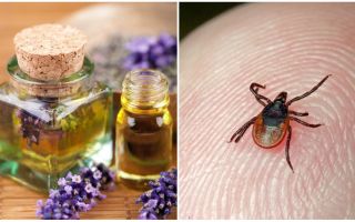 Essential oils against ticks