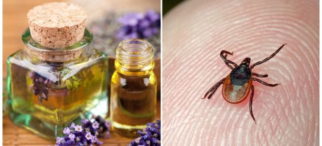 Essential oils against ticks