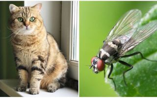 What to do if a cat or cat ate a fly