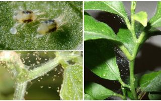 How to get rid of spider mites on houseplants