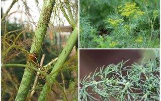 What and how to get rid of aphids in dill