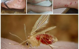 Description and photos of mosquitoes