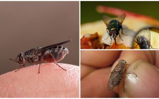 Why flies land on humans