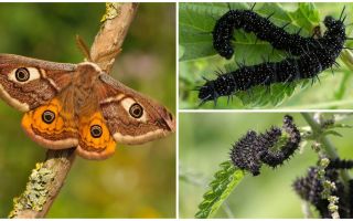 Description and photo of the caterpillar of the peacock eye