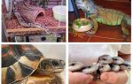 Quali animali mangiano gli scarafaggi