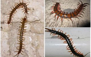 Scolopendra u Krasnodar Territory