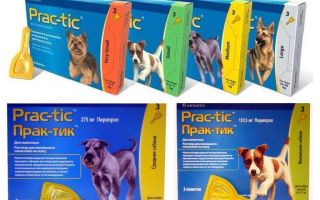 Drops Practices from fleas and ticks for dogs