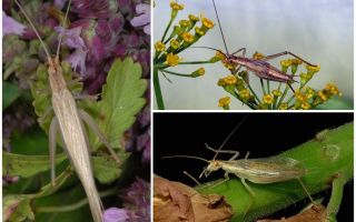 Beschreibung und Fotos der Crimean Cricket