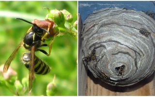 Why do we need wasps in nature