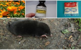 Fighting moles and shrews in the garden