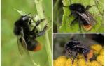 Description and photo of a stone bumblebee