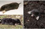 Moles comuni (europei)