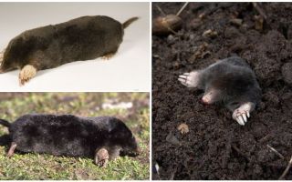 Moles comuni (europei)