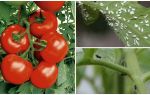 Come processare pomodori da mosche bianche e nere